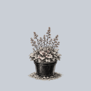Silver Scrolls Coral Bells