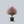 Load image into Gallery viewer, Sioux Crape Myrtle
