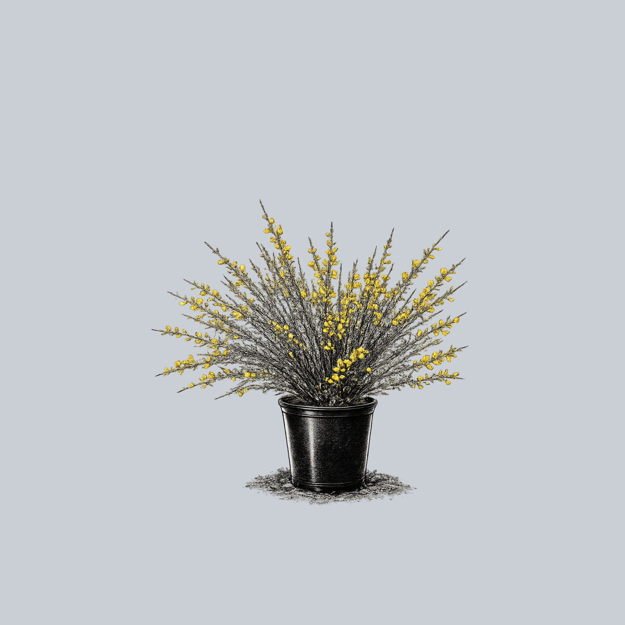 Sister Disco Scotch Broom – Plant Detectives