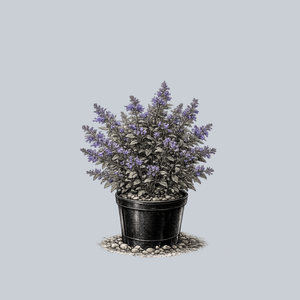 Six Hills Giant Catmint