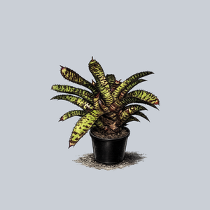 Skotak's Tiger Bromeliad