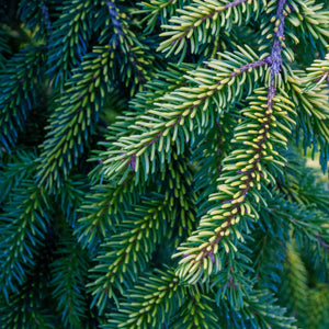 Skylands Oriental Spruce - Spruce - Conifers
