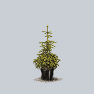 Skylands Oriental Spruce