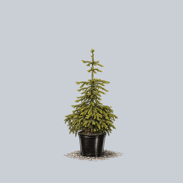 Skylands Oriental Spruce