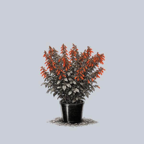 Skyscraper Orange Sage