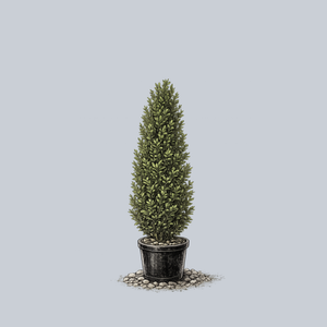 Skywalker Boxwood