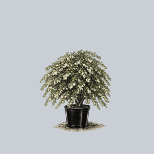 Sleepy Weeping Dwarf Japanese Snowbell