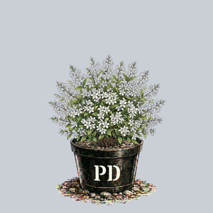 Slender Deutzia