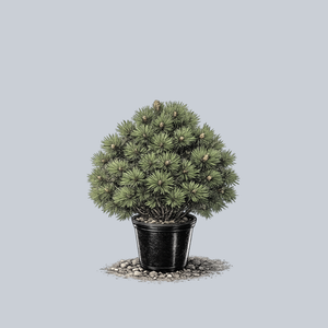 Smidtii Bosnian Pine