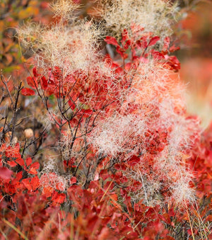 Smoke Bush