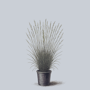 Smoke Signal Little Bluestem