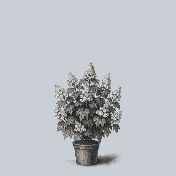 Snowflake Oakleaf Hydrangea