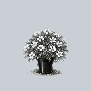 Snowflake Creeping Phlox