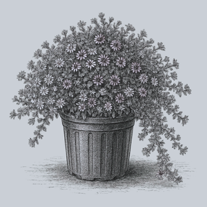 Snow Flurry Heath Aster