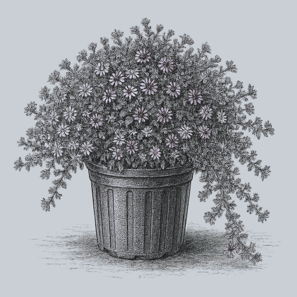 Snow Flurry Heath Aster