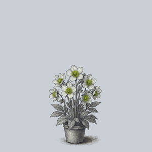 Snow Love Lenten Rose