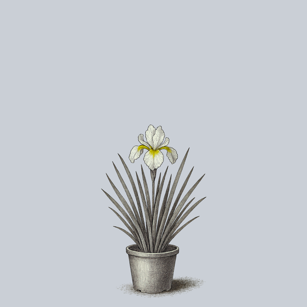 Snow Queen Siberian Iris