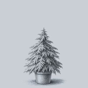 Snow Sprite Deodar Cedar