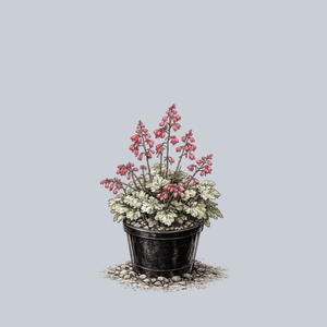 Snow Angel Coral Bells
