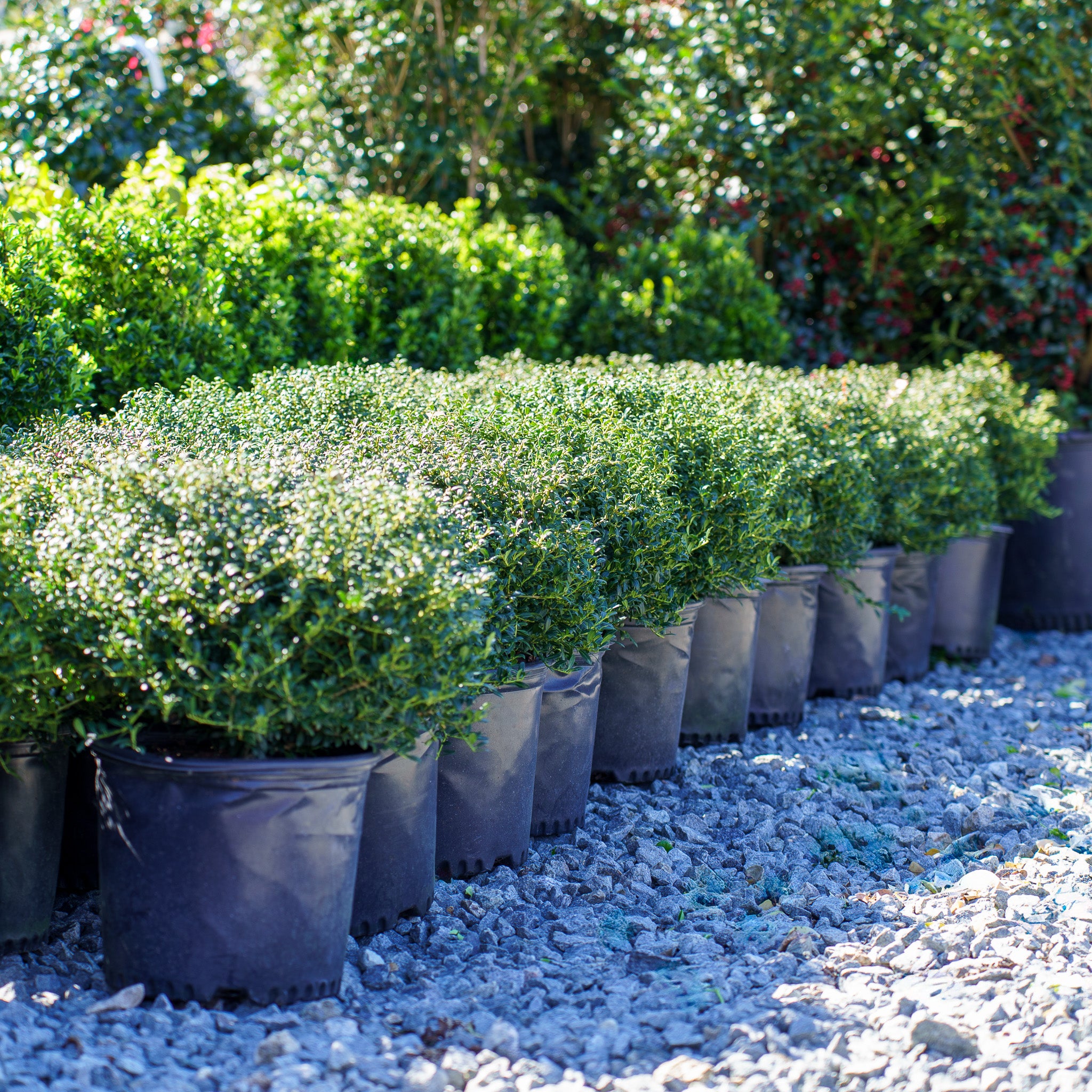 Soft Touch Japanese Holly – Plant Detectives