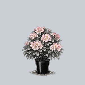 Solidarity Rhododendron