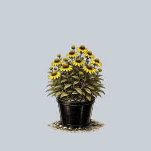 Sombrero Poco Yellow Coneflower