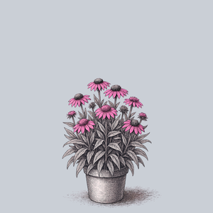 Sombrero Poco Hot Pink Coneflower