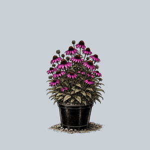 Sombrero Poco Hot Pink Coneflower