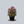 Load image into Gallery viewer, Sombrero Rosada Coneflower
