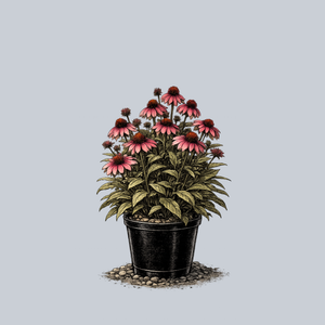 Sombrero Rosada Coneflower