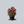 Load image into Gallery viewer, Sombrero Salsa Red Coneflower
