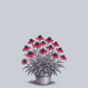 Sombrero Sangrita Coneflower