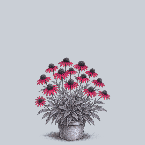 Sombrero Sangrita Coneflower