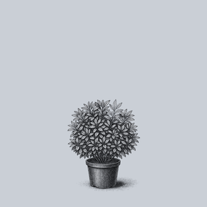 Southern Gentleman Winterberry Holly