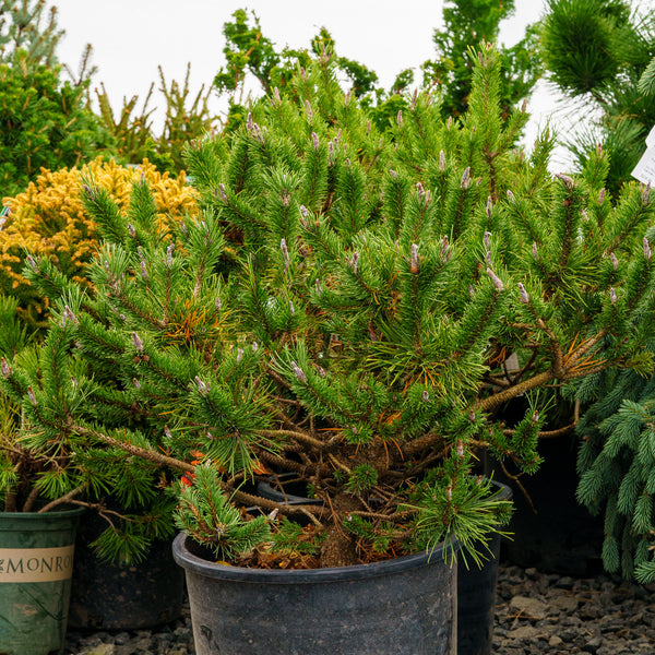 Spaan's Dwarf Lodgepole Pine - Pine - Conifers