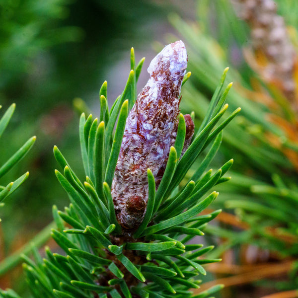 Spaan's Dwarf Lodgepole Pine - Pine - Conifers