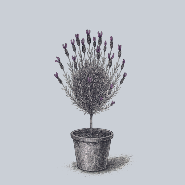 Spanish Lavender Tree