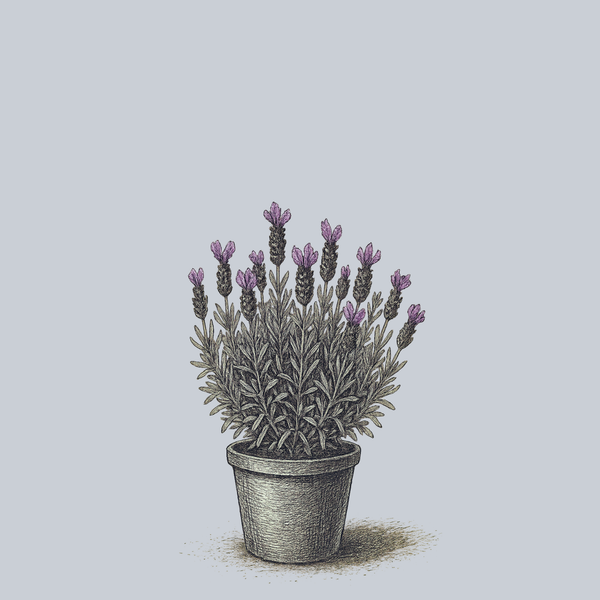 compact lavender plants Spanish Lavender – Plant Detectives