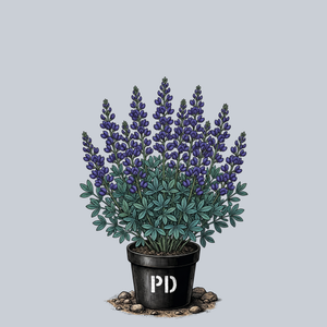 Sparkling Sapphires False Indigo
