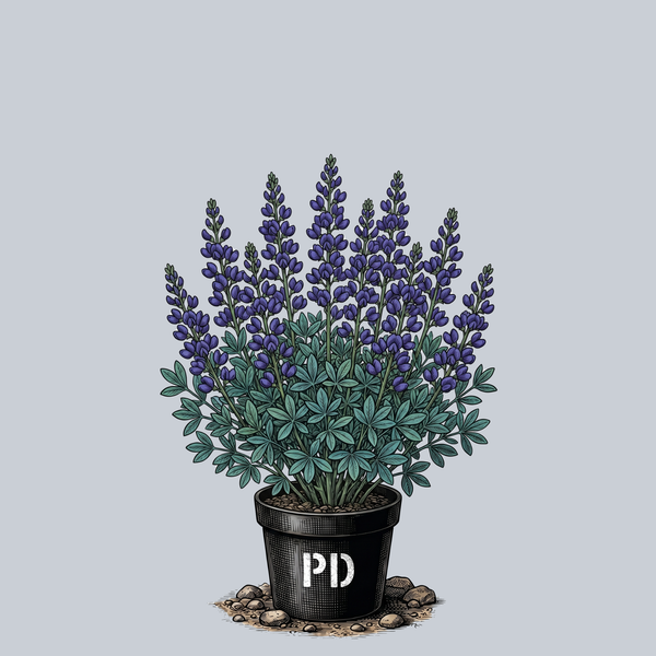 Sparkling Sapphires False Indigo