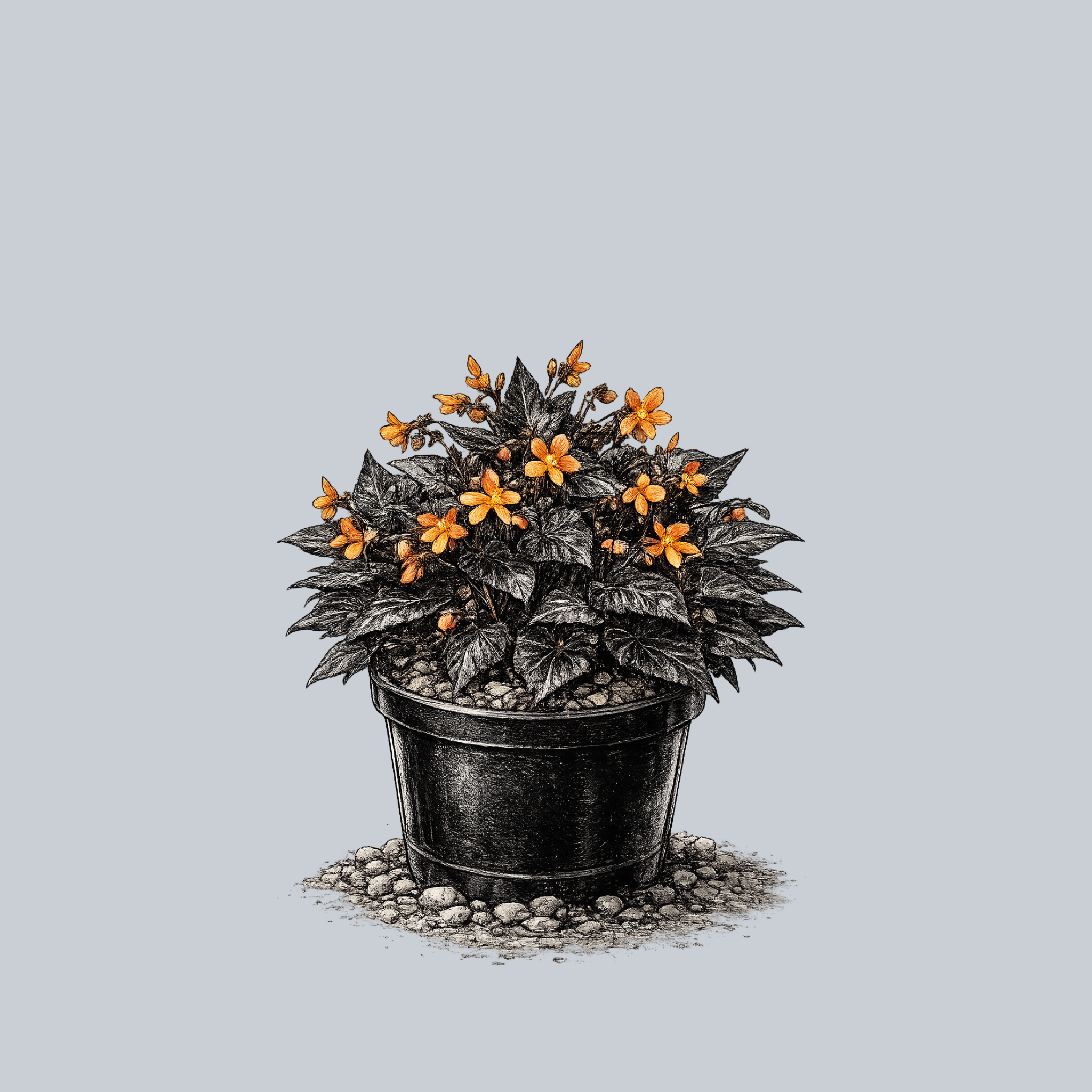 パキパキ！　Begonia 12点同梱　メルカリ 便発送 Sparks Will Fly Begonia – Plant Detectives