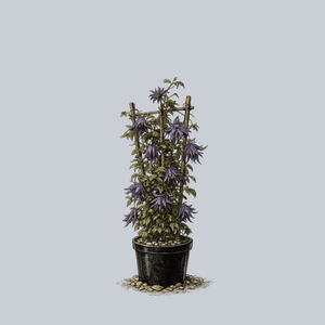 Sparky Blue Clematis