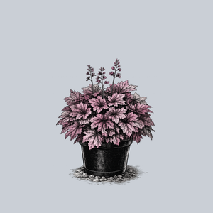 Spellbound Coral Bells