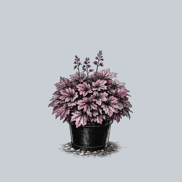Spellbound Coral Bells