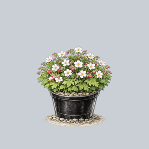 Spessart Bigroot Geranium