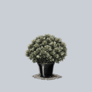 Spilled Milk Mugo Pine