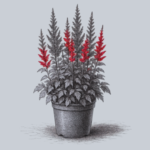 Spinell Astilbe
