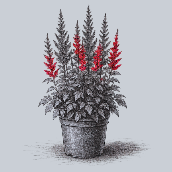 Spinell Astilbe