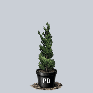 Spiralis Hinoki Cypress