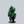 Load image into Gallery viewer, Split Rock Hinoki Cypress
